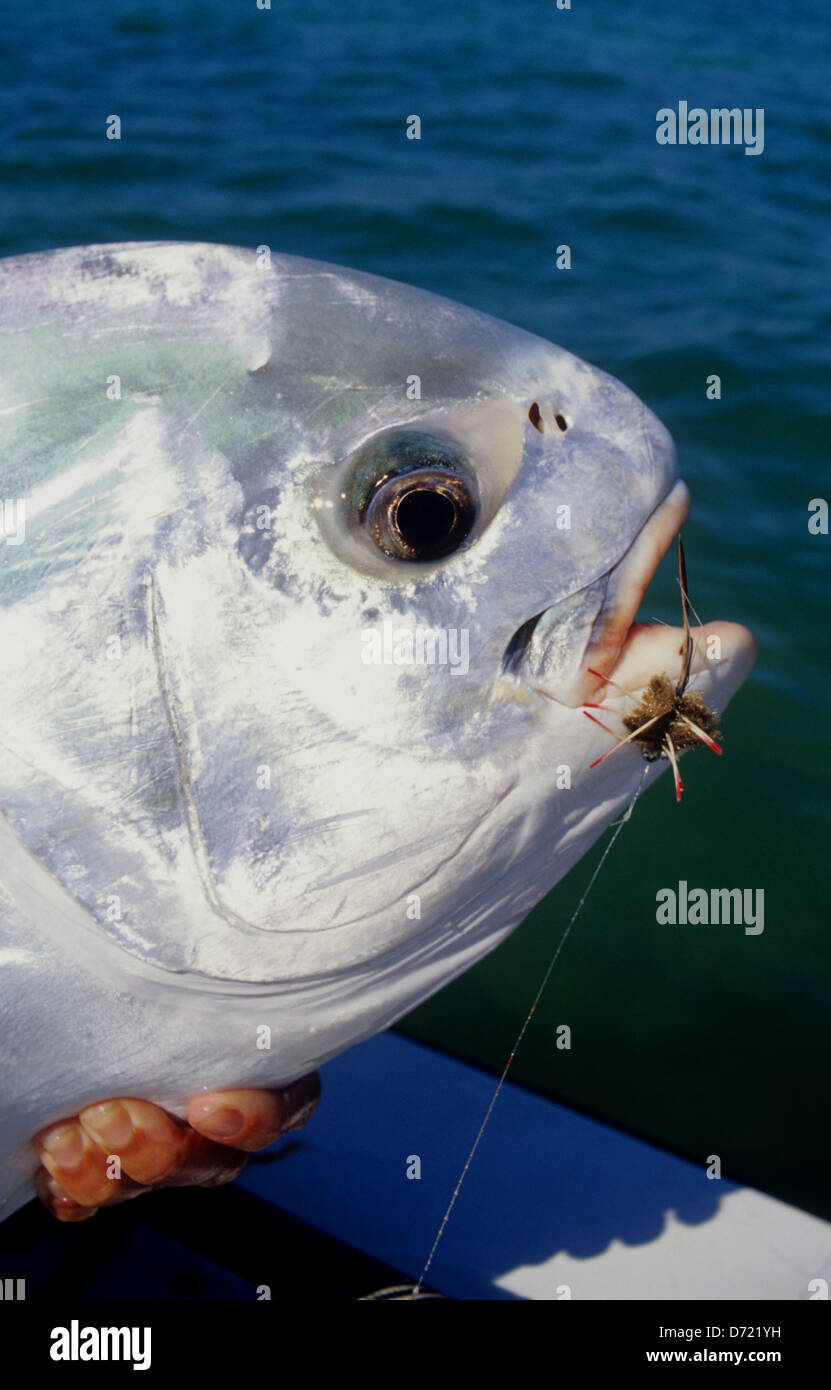 A permit (Trachinotus falcatus) caught while fly fishing in the Florida