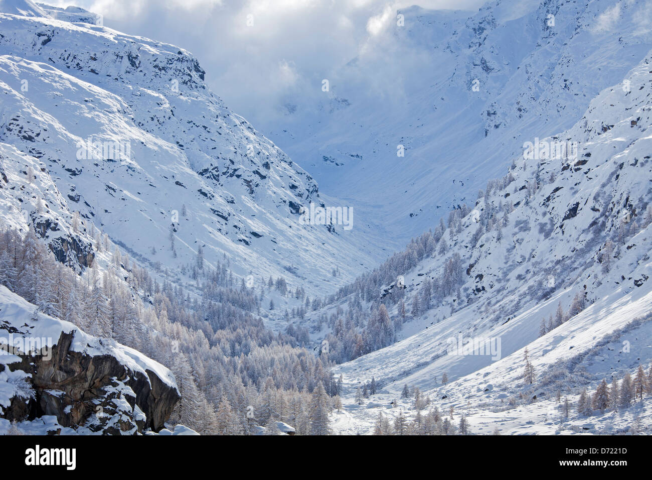 Larch trees in the snow in winter in mountain valley of the Gran Paradiso National Park, Valle d'Aosta, Italy Stock Photo