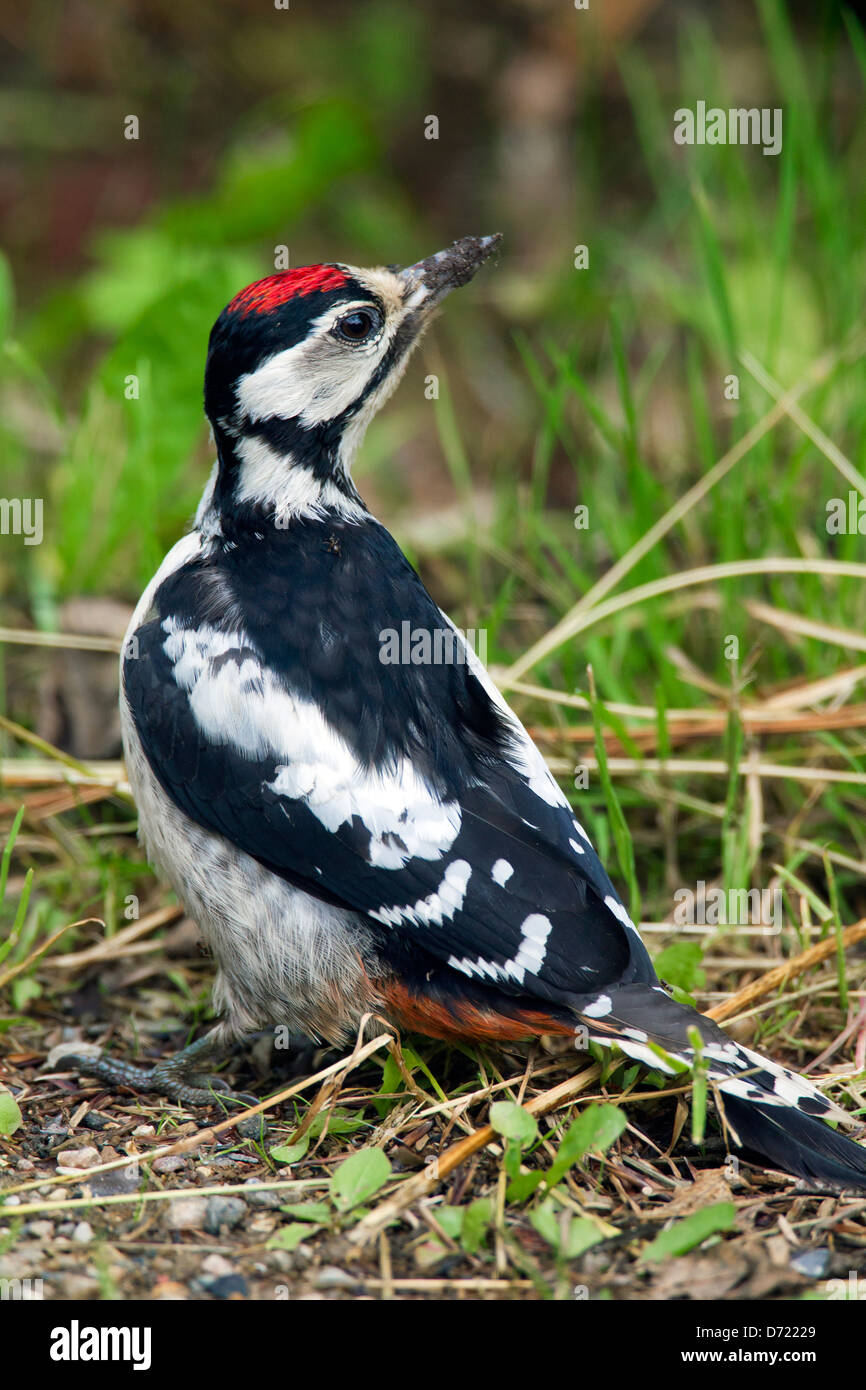 Ant eating woodpecker hi-res stock photography and images - Alamy
