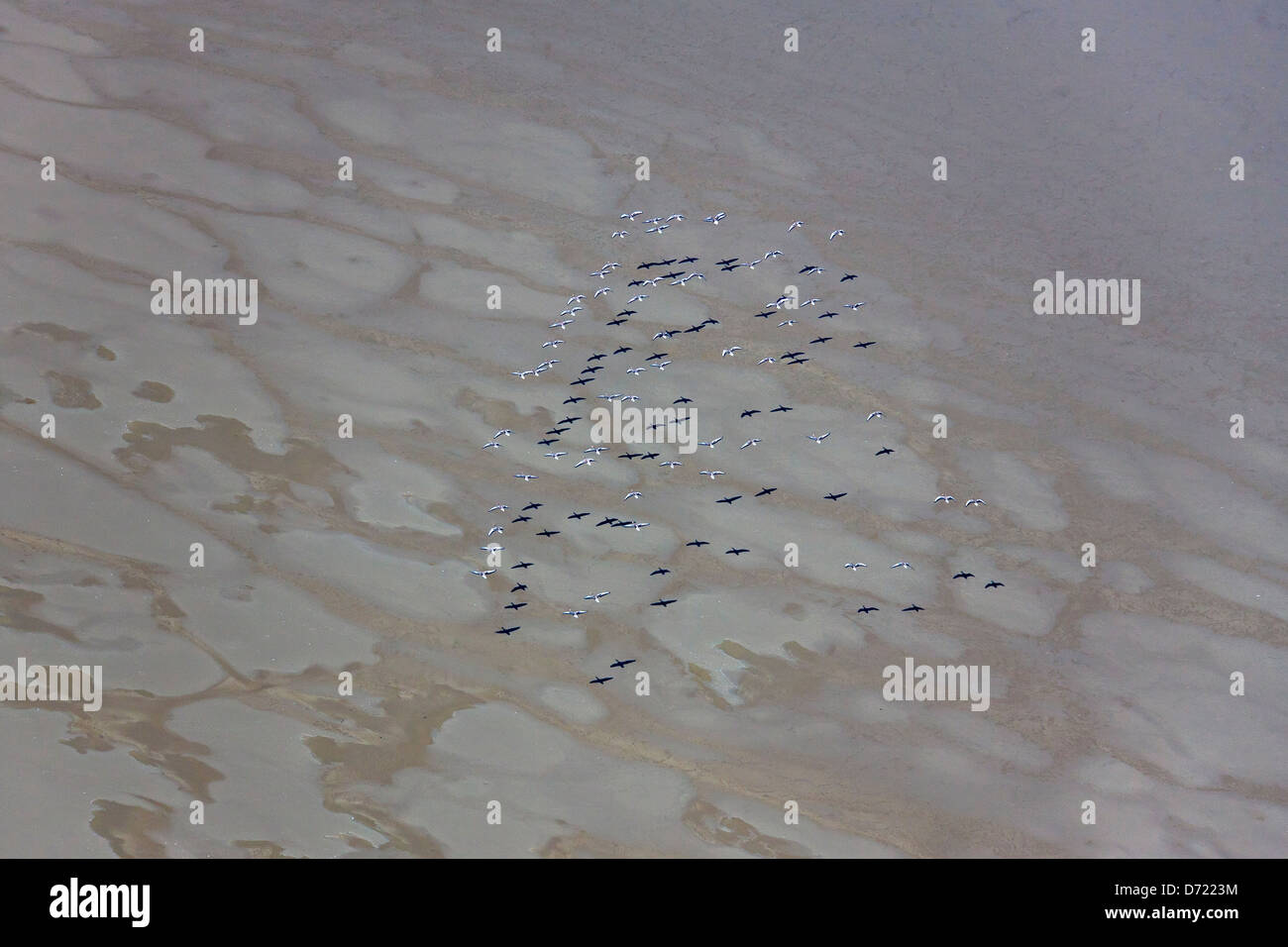 Aerial view of Greylag Geese / Graylag Goose (Anser anser) flock flying over mudflat Stock Photo