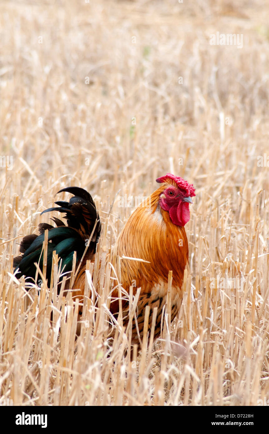 Cockerel in a corn field in France Stock Photo - Alamy