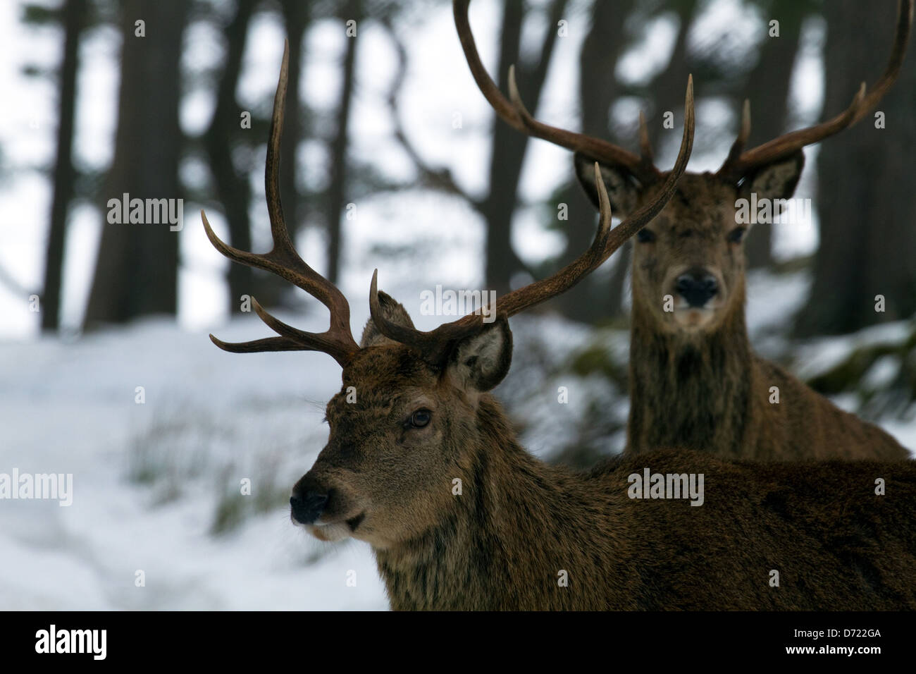 Red deer stags Stock Photo