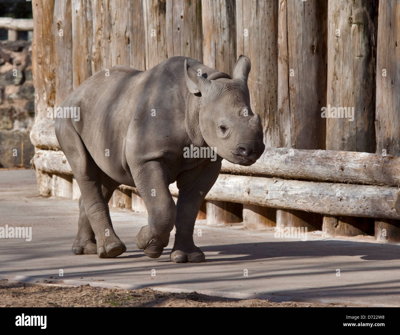 Black Rhino (diceros bicornis) calf Stock Photo