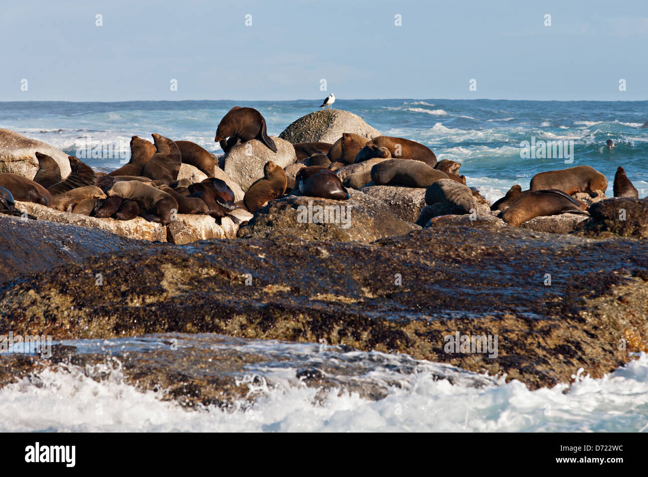 Hout Bay seal colony, Cape Peninsula, South Africa Stock Photo Alamy