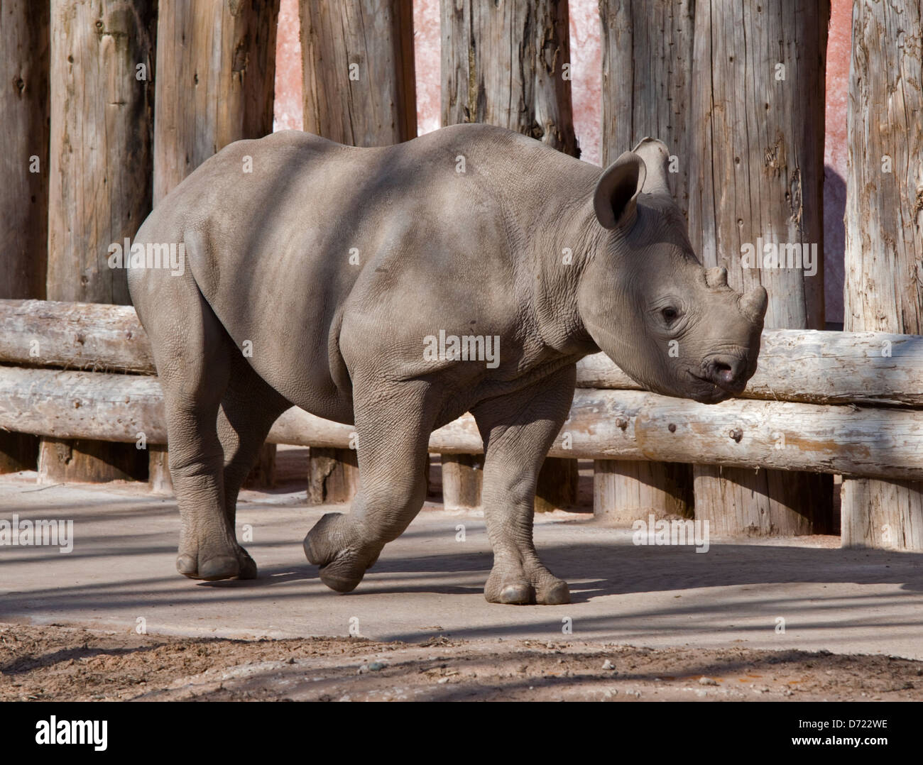 Black Rhino (diceros bicornis) calf Stock Photo