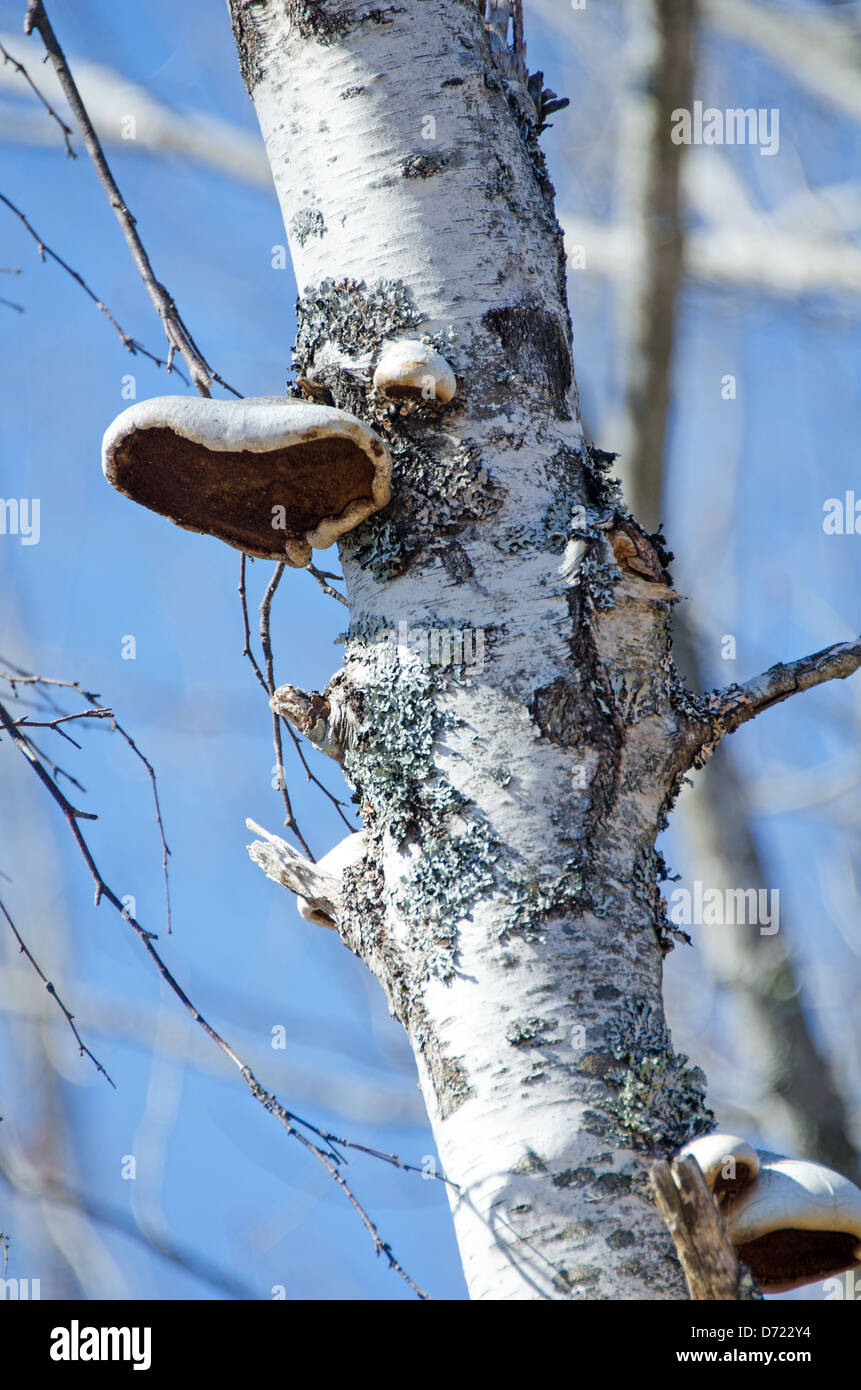Mushrooms growing on birch tree hires stock photography and images Alamy