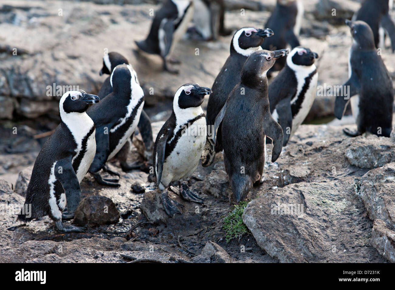 Penguins south africa hires stock photography and images Alamy