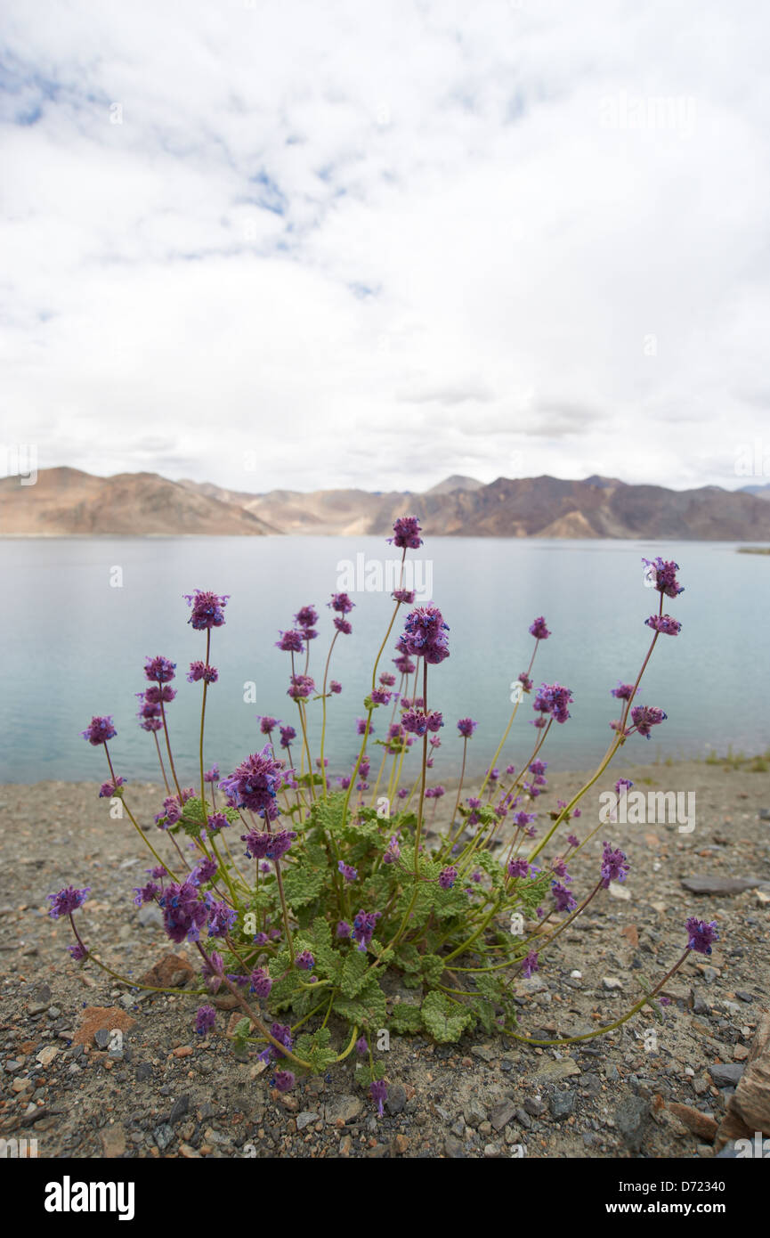 Flora of the himalayas hi-res stock photography and images - Alamy