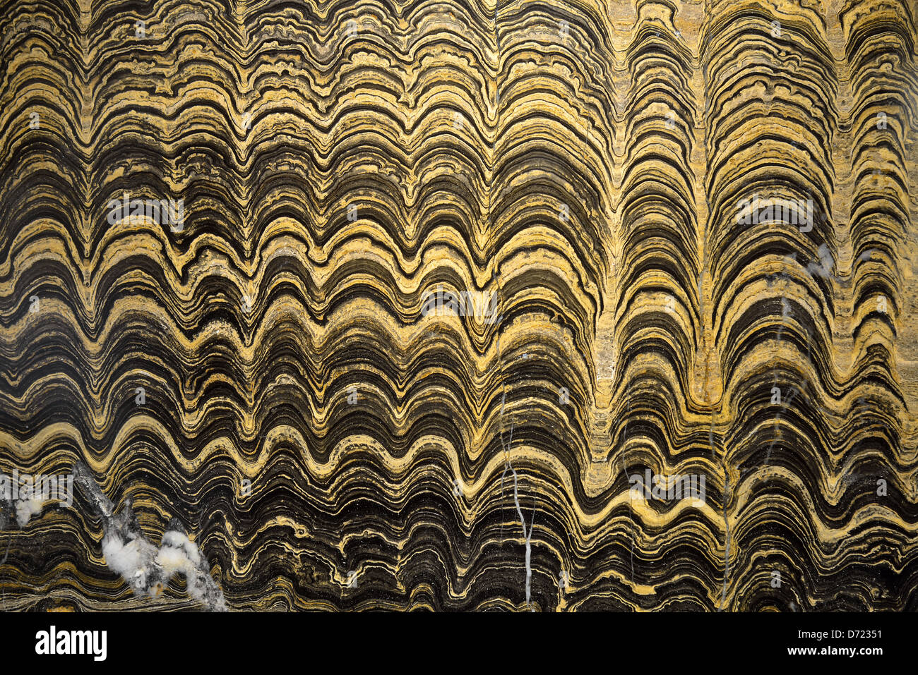 A polished cross section of Stromatolite Greysonia. Pre-cambrian age. Stock Photo