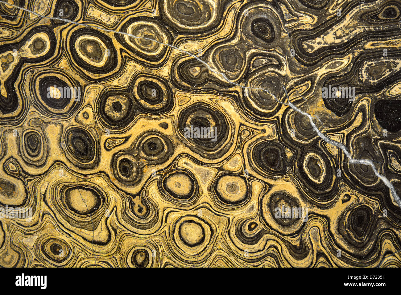 A polished horizontal cross section of Stromatolite Greysonia. Pre-cambrian age. Stock Photo