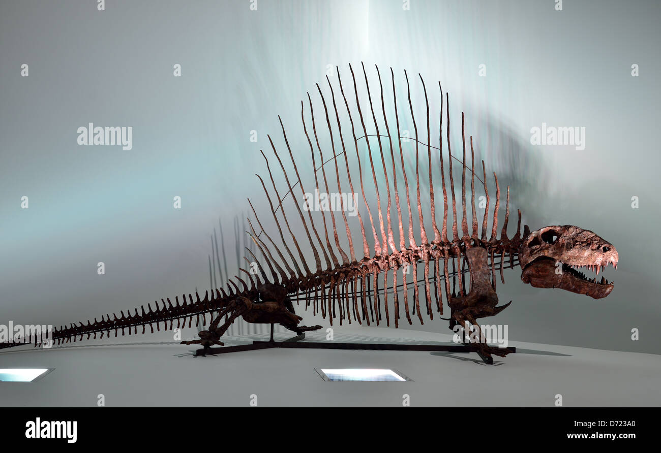 Fossil skeleton of a Dimetrodon. Permian age Stock Photo - Alamy