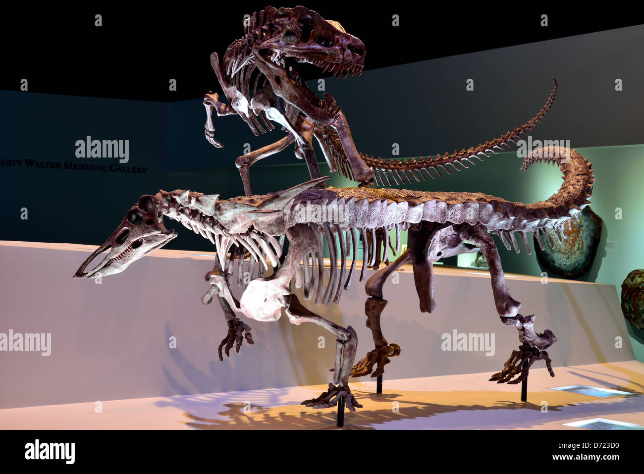 Mounted fossil display of a Postosuchus dinosaur preying on Archosaur. Triassic age. Stock Photo