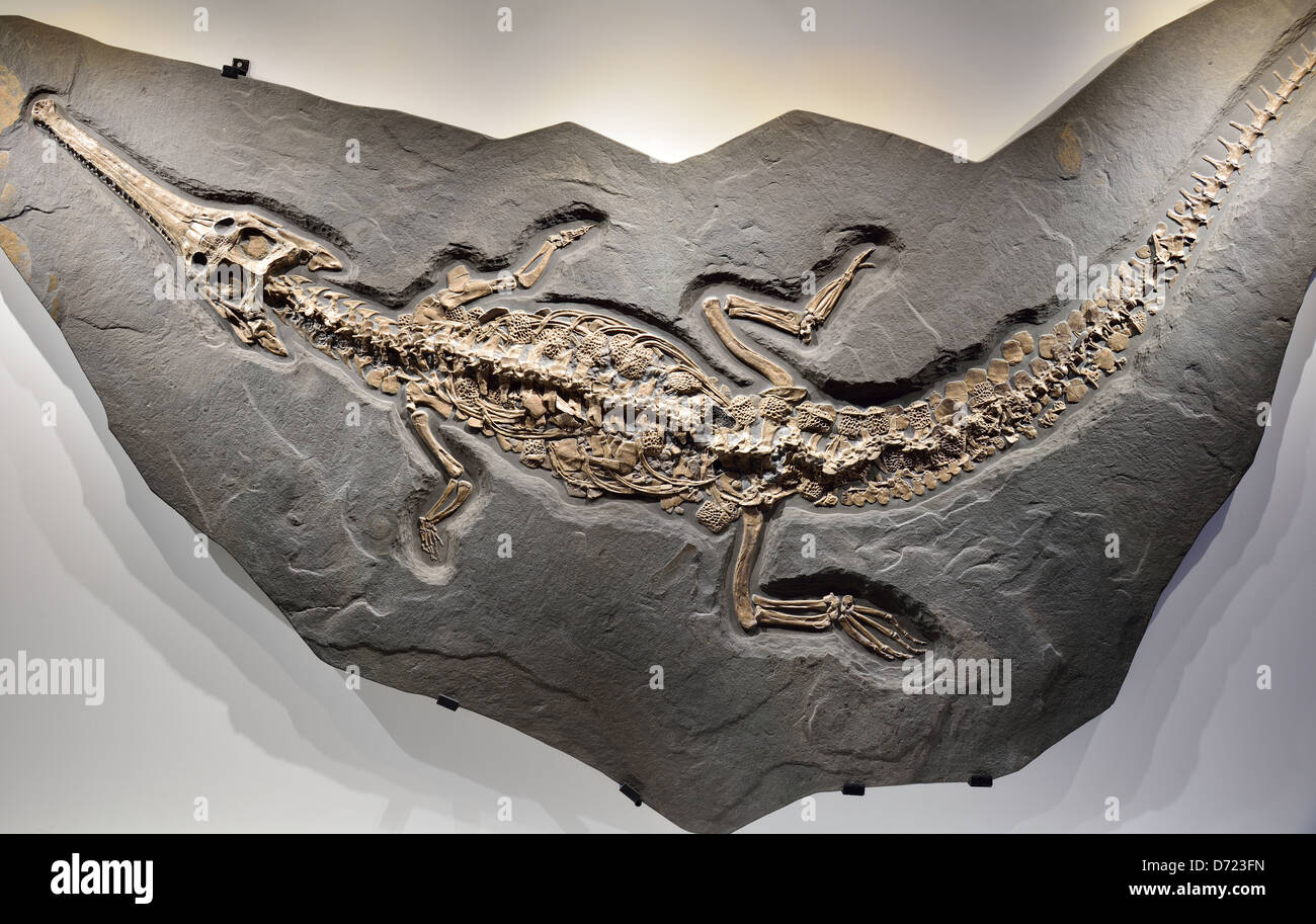 Complete fossil skeleton of a Steneosaurus. Jurassic to Cretaceous age