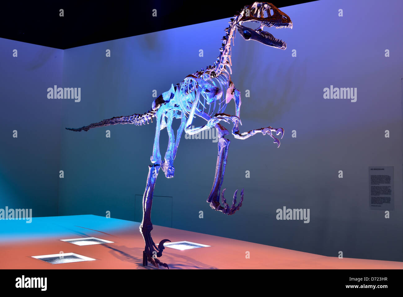Fossil skeleton of a Deinonychus dinosaur. Cretaceous age Stock Photo