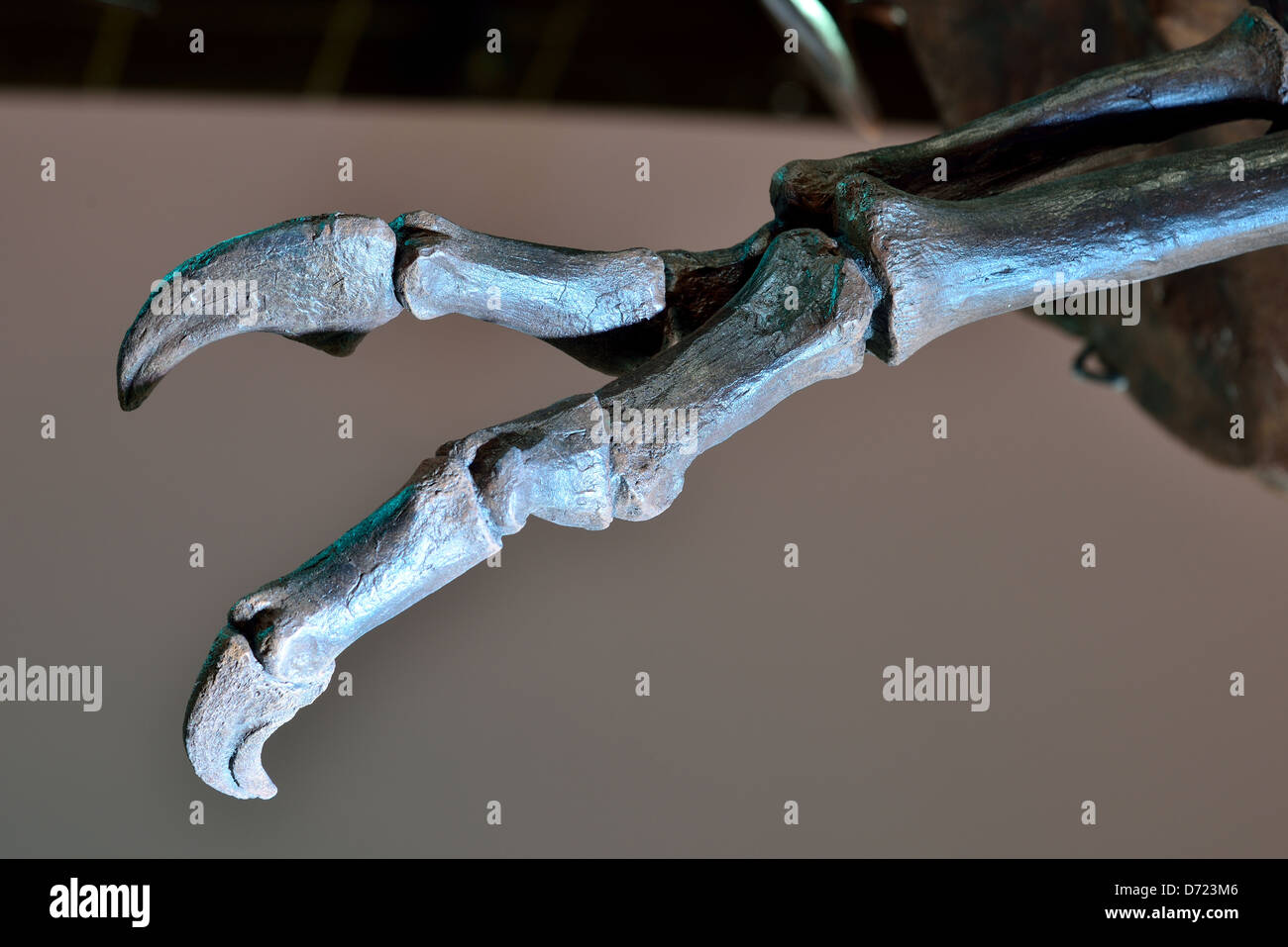 Close up of a two-digit front claw and limb of a Tyrannosaurus rex