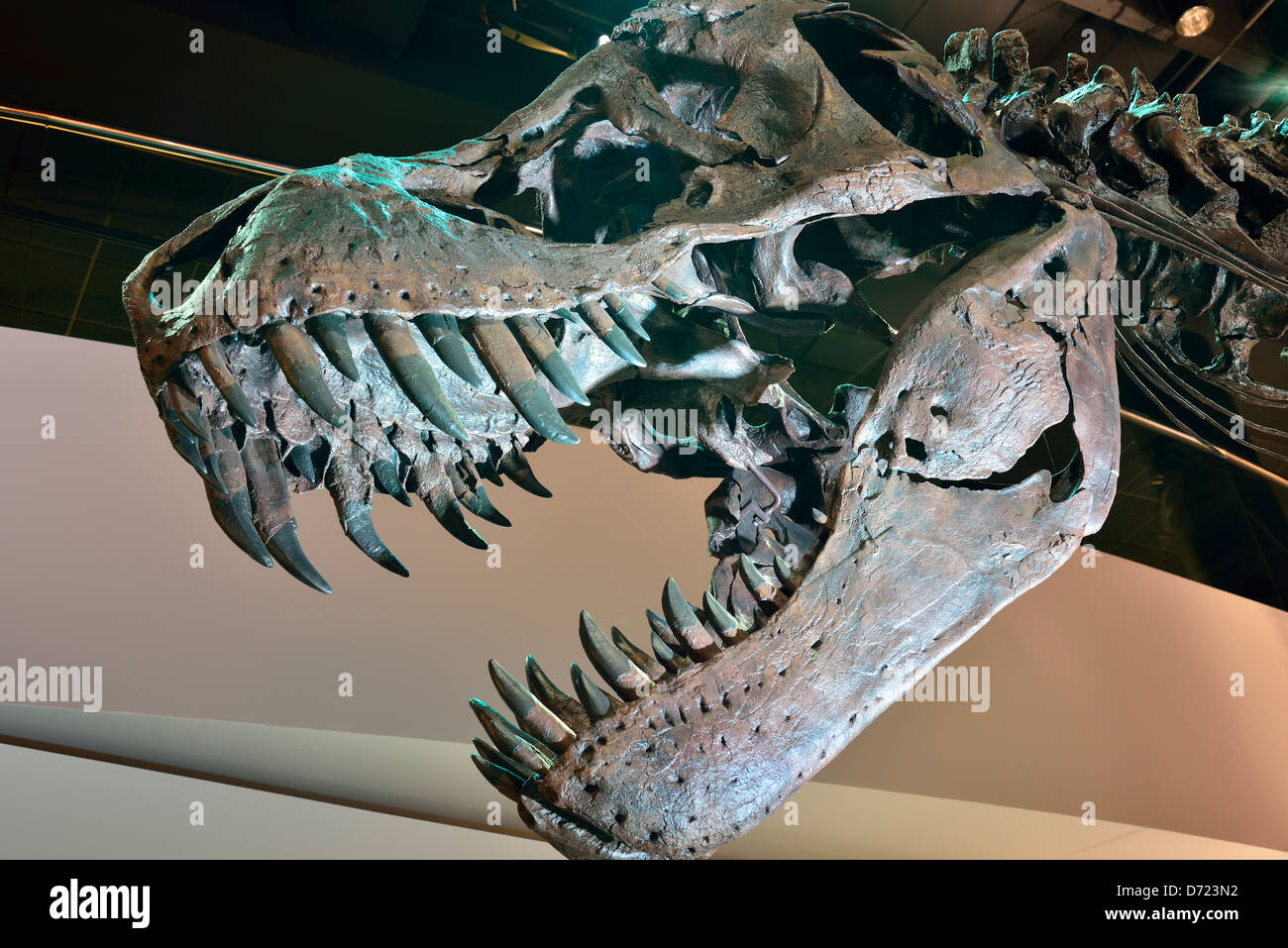 Sharp teeth of a fossil Tyrannosaurus rex. Stock Photo