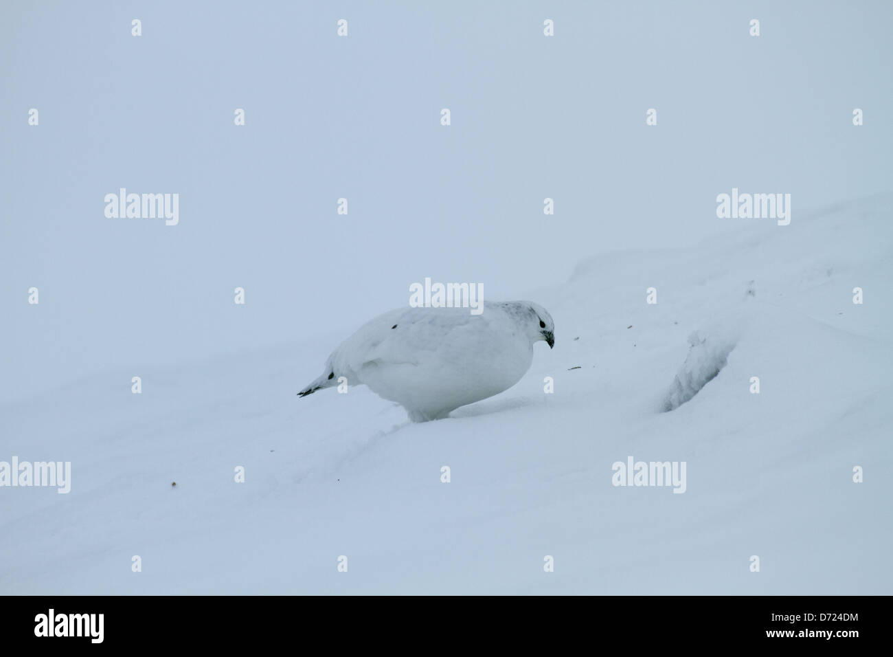 Ptarmigan in snow Stock Photo