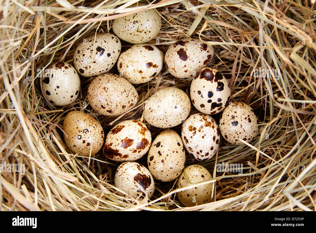 eggs in nest made of hay as background Stock Photo - Alamy