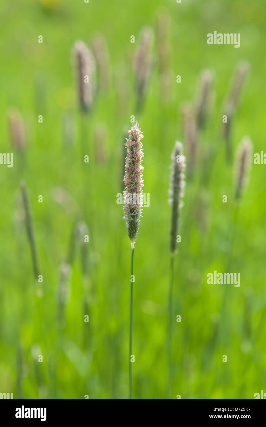 Blooming grass Stock Photo