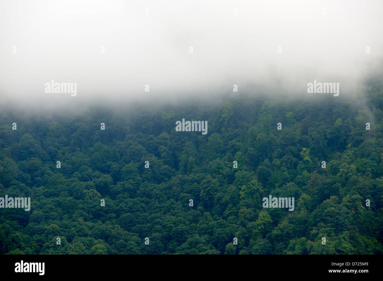 Cloud forest covered mountains in Northern Iran Stock Photo - Alamy