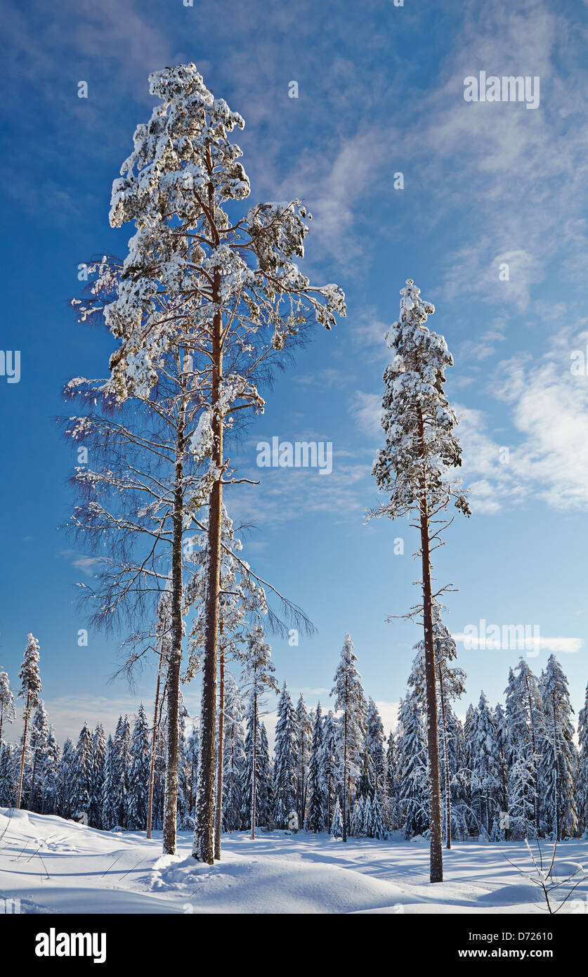 Winter landscape. Winter wood covered with snow. Stock Photo