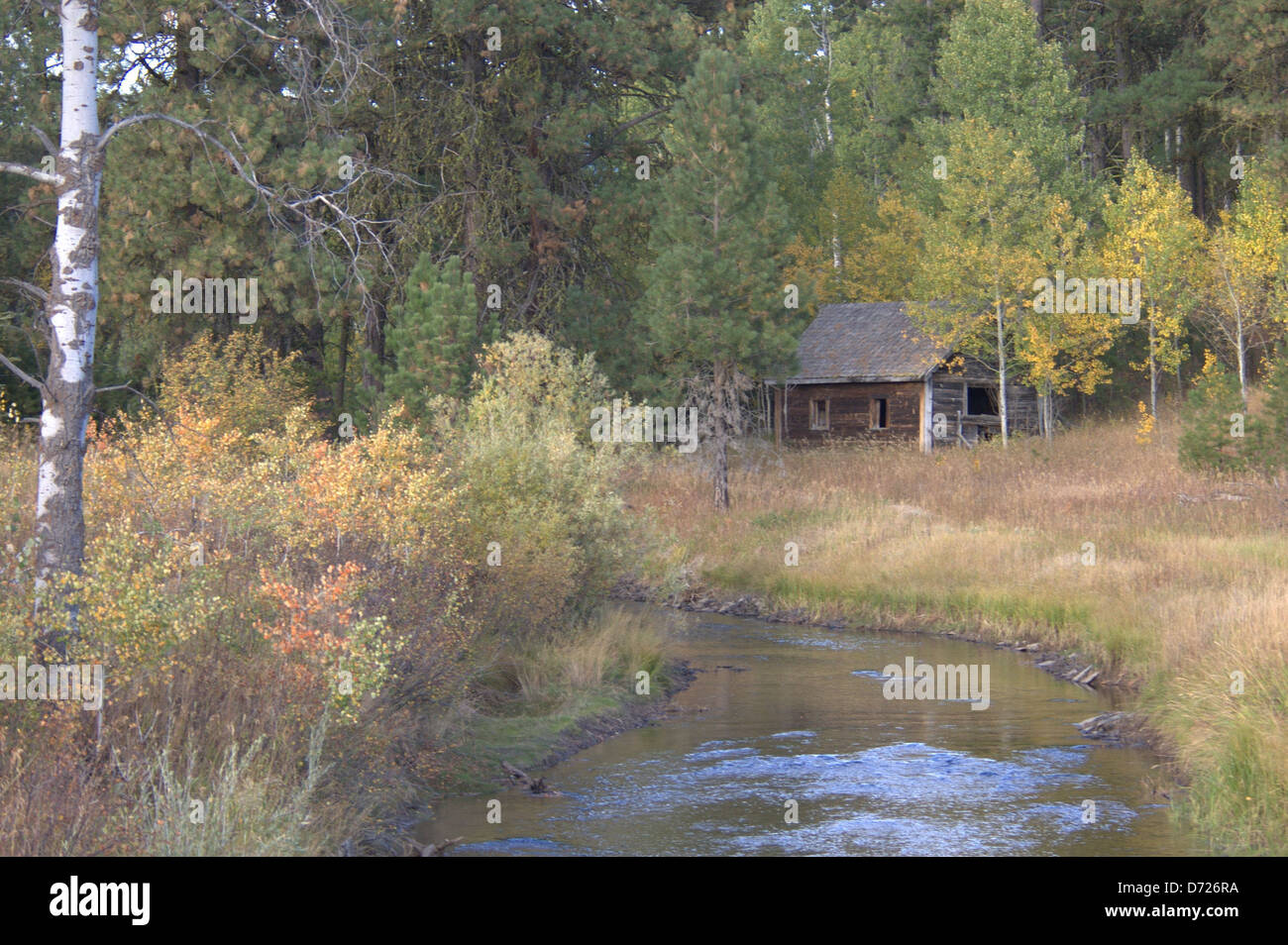 Old Rustic Cabin In The Woods In Mccall Idaho Stock Photo
