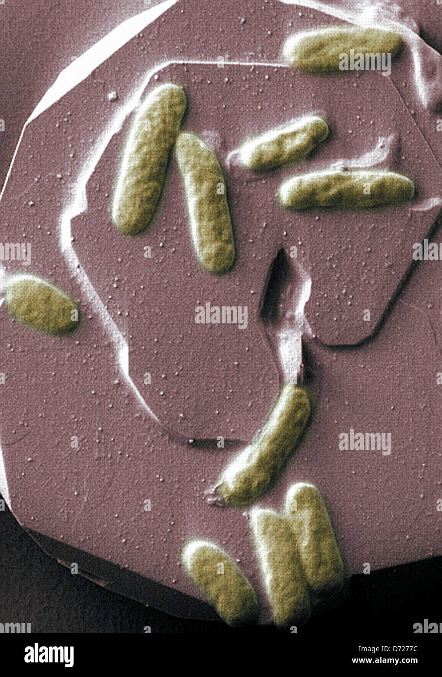 Shewanella Oneidensis MR1 Stock Photo Alamy