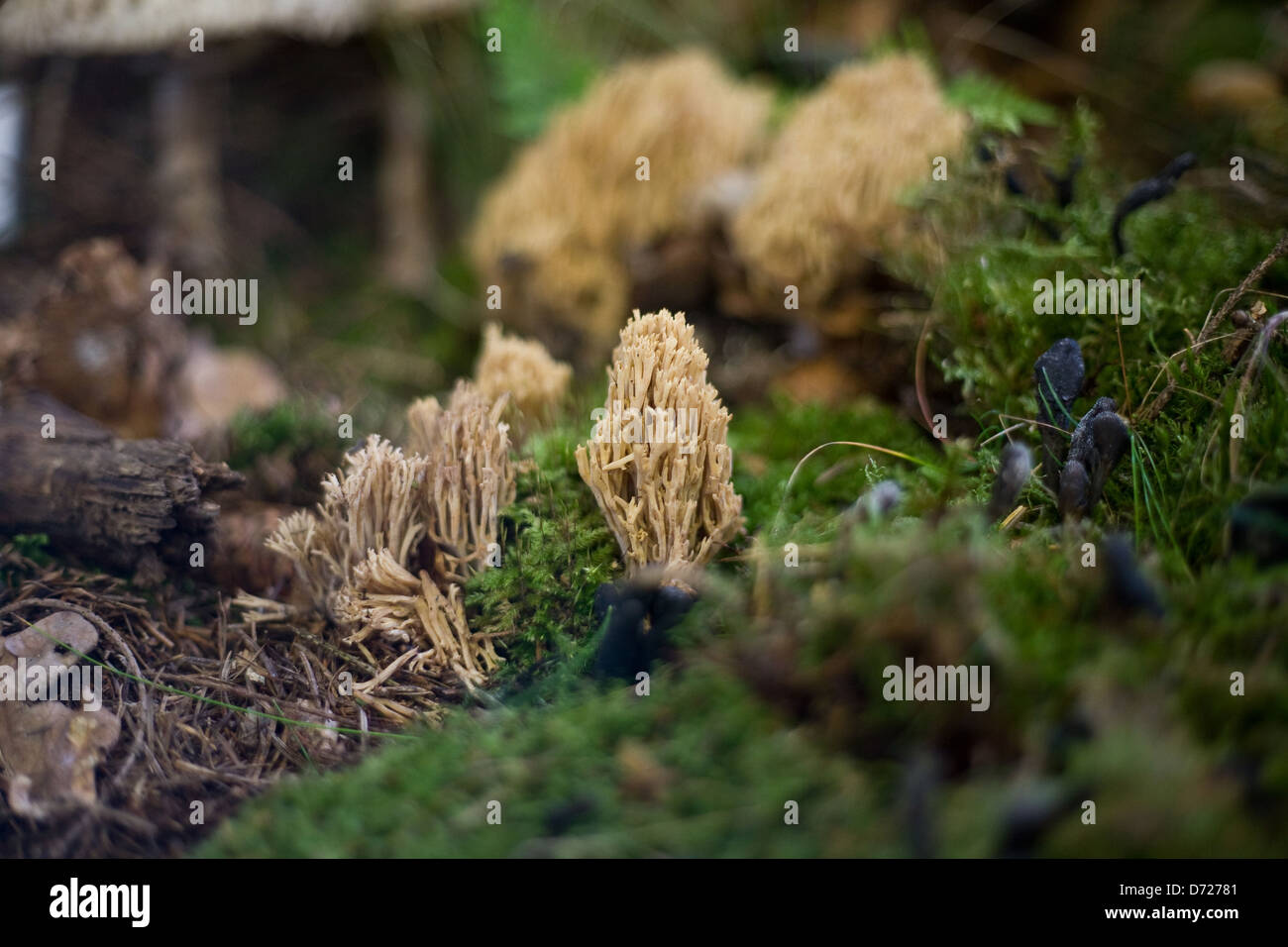 Kiel, Germany, the stiffness of the local mushroom coral Stock Photo