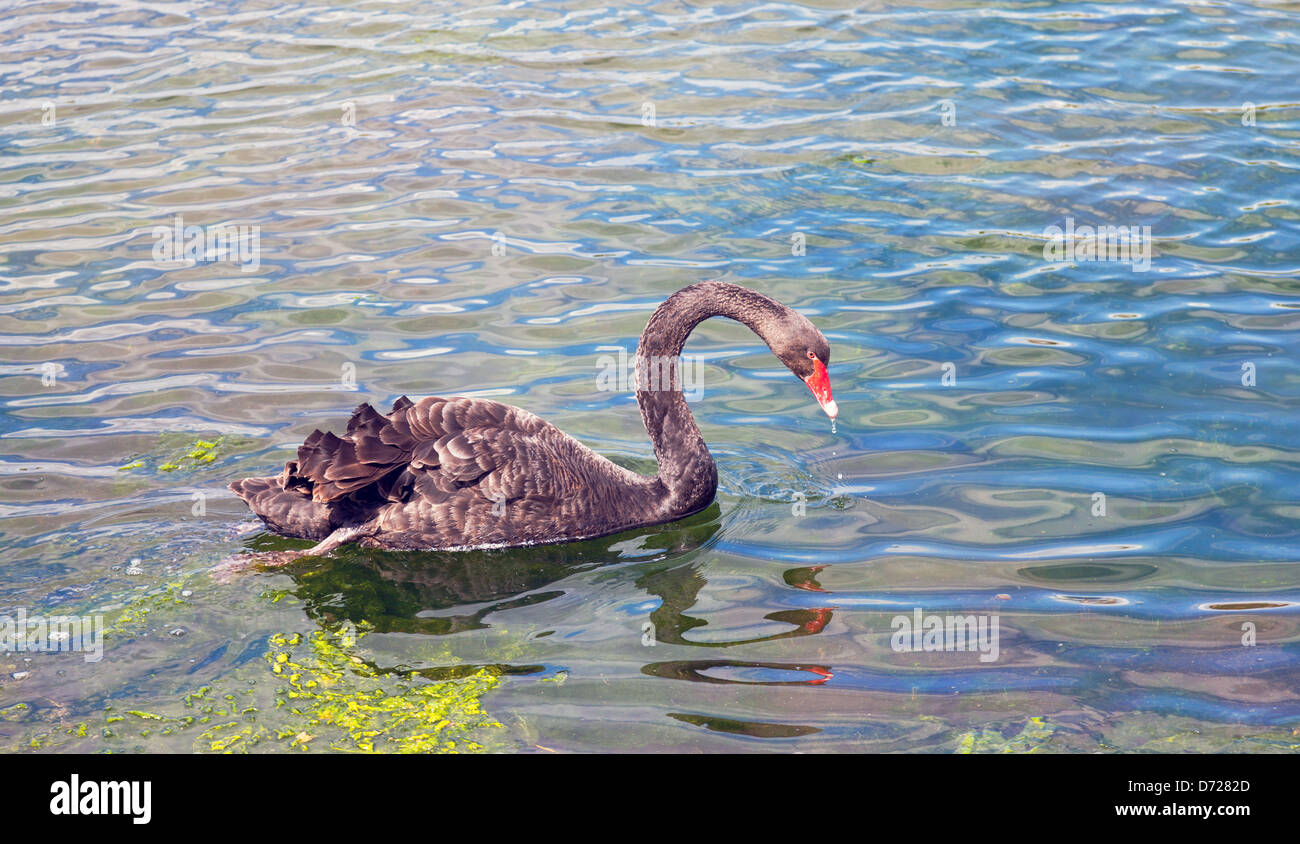 Graceful black swan swimming in a pond, closeup Stock Photo