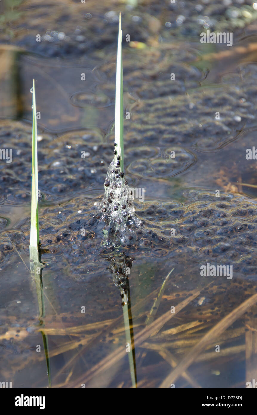 Falling water levels have stranded a few Wood Frog eggs on the blade of grass to which they were anchored. Stock Photo