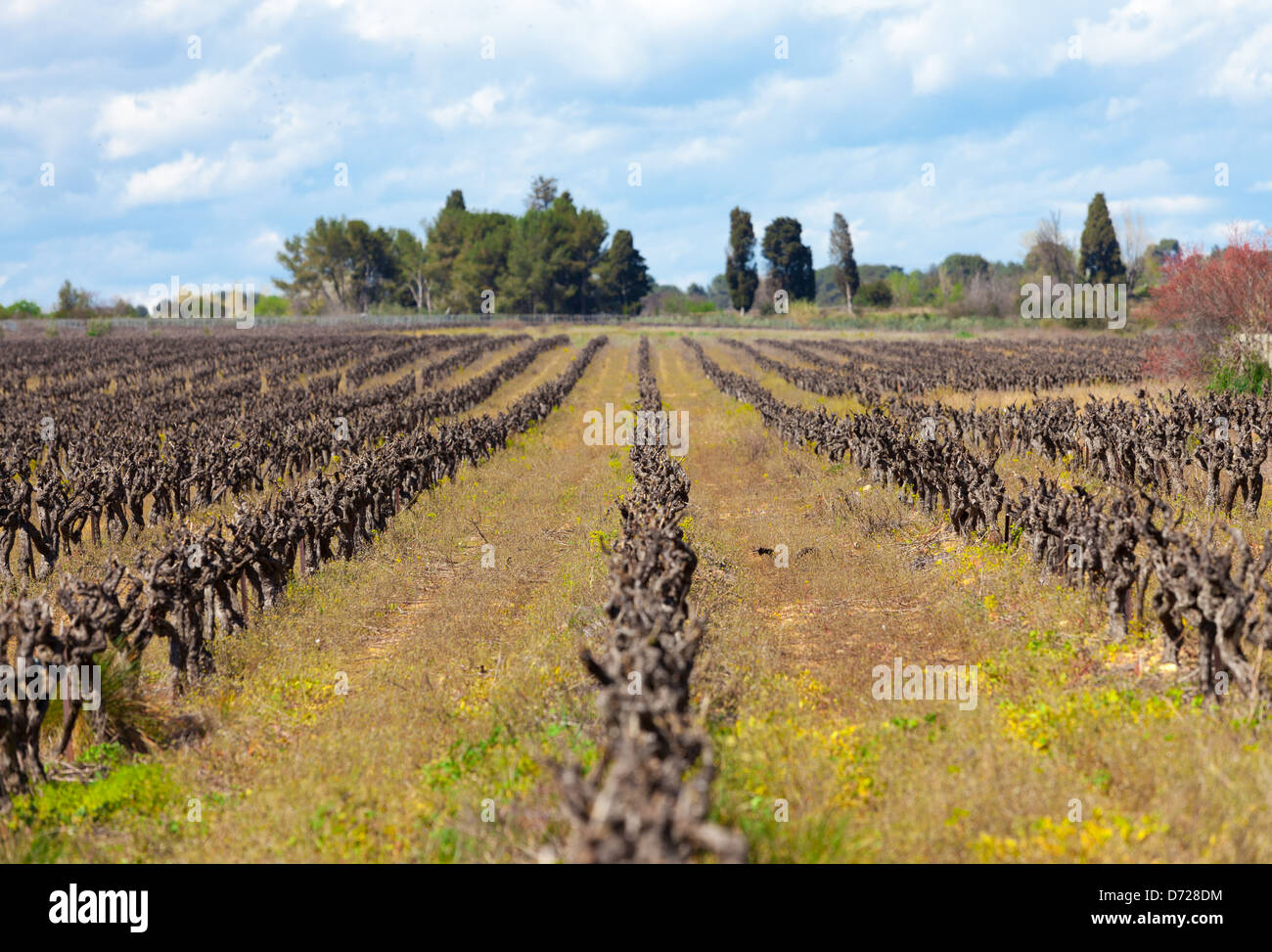 Photograph of a dry vinyard with beautiful surroundings Stock Photo