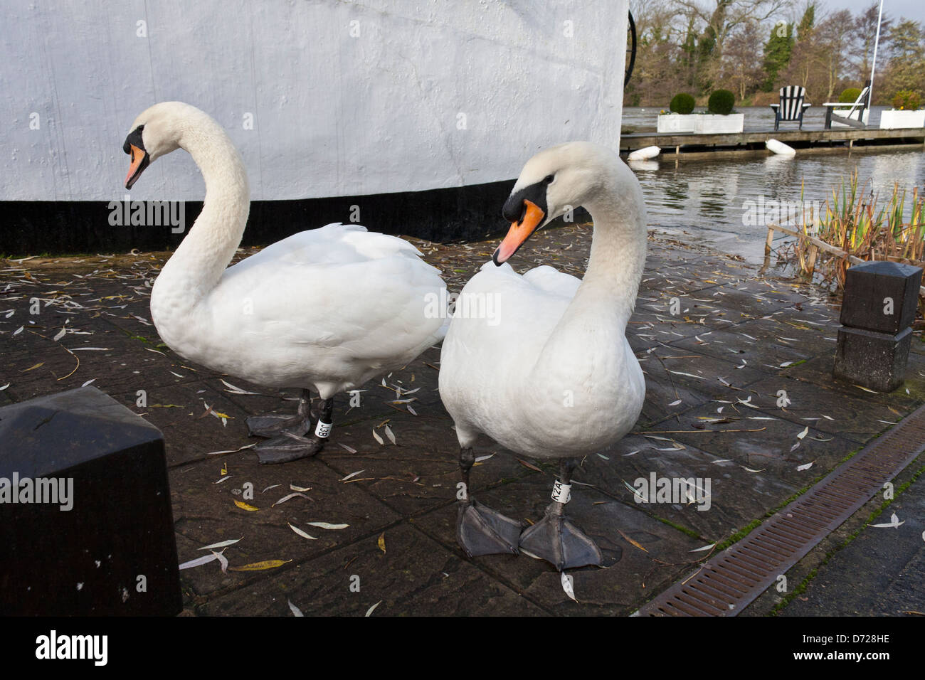 Mute Swans, Cygnus olor, outside The Waterside Inn at Bray, Berkshire. Stock Photo