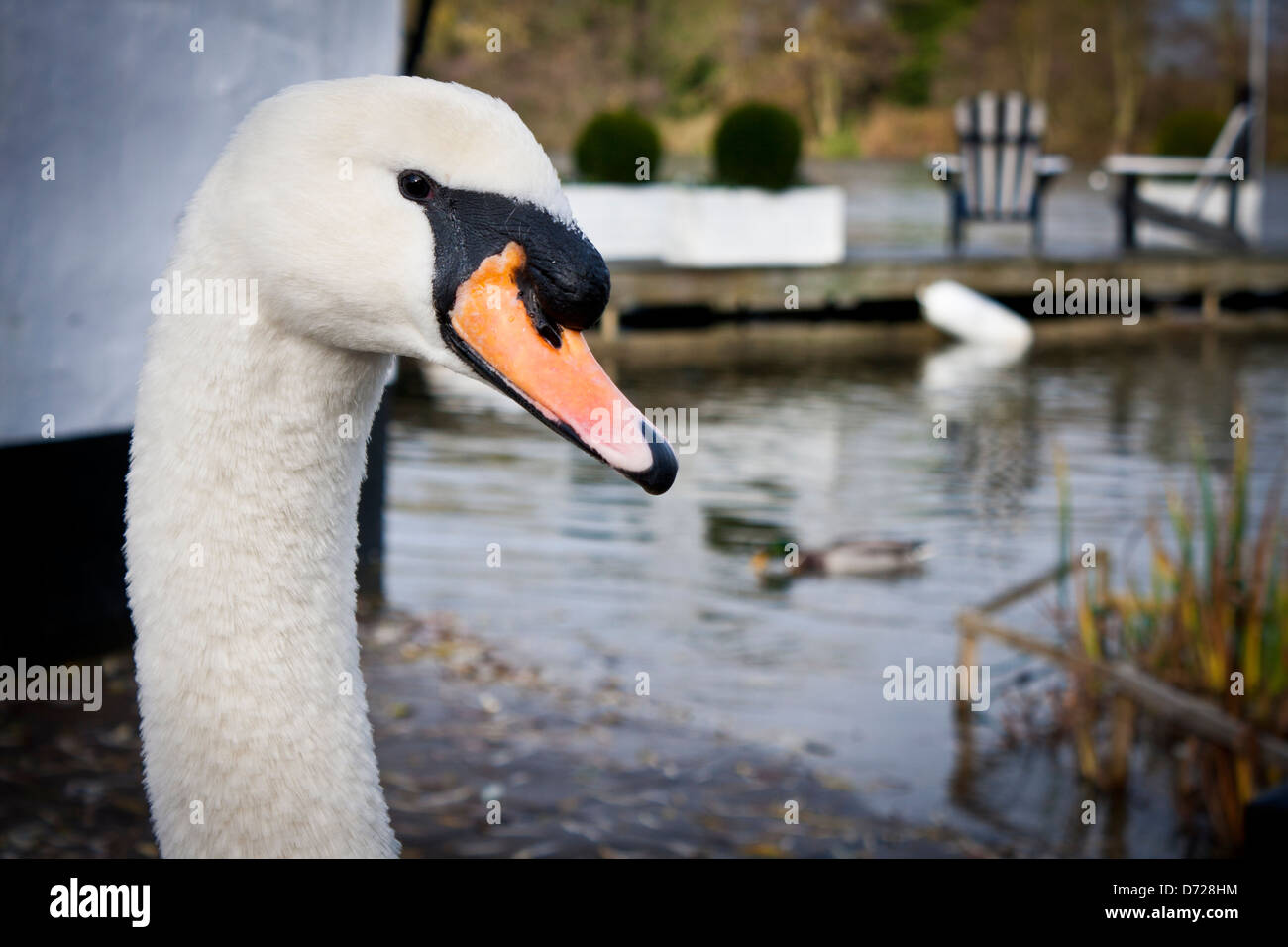 Mute Swan, Cygnus olor, outside The Waterside Inn at Bray, Berkshire. Stock Photo