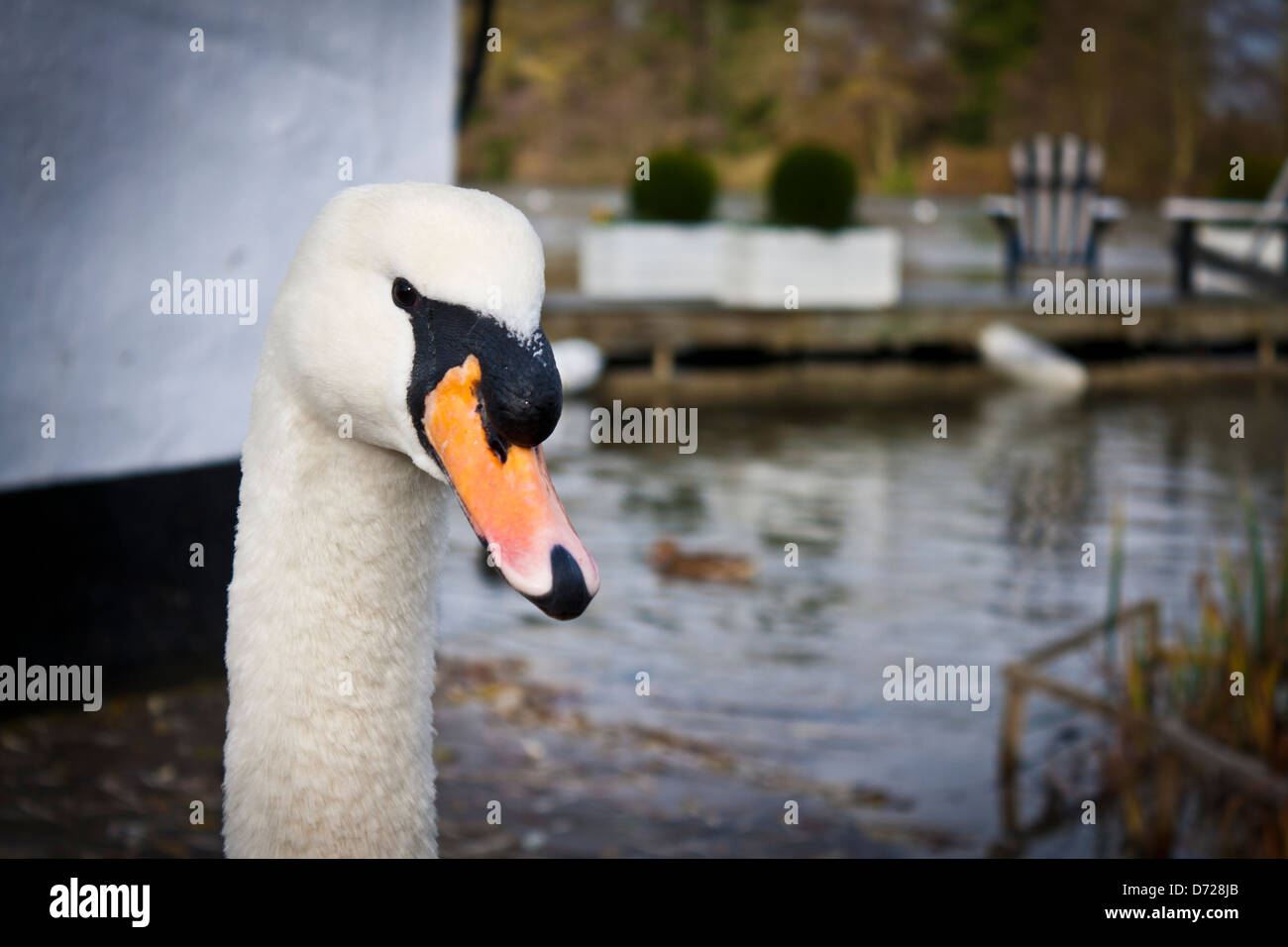 Mute Swan, Cygnus olor, outside The Waterside Inn at Bray, Berkshire. Stock Photo