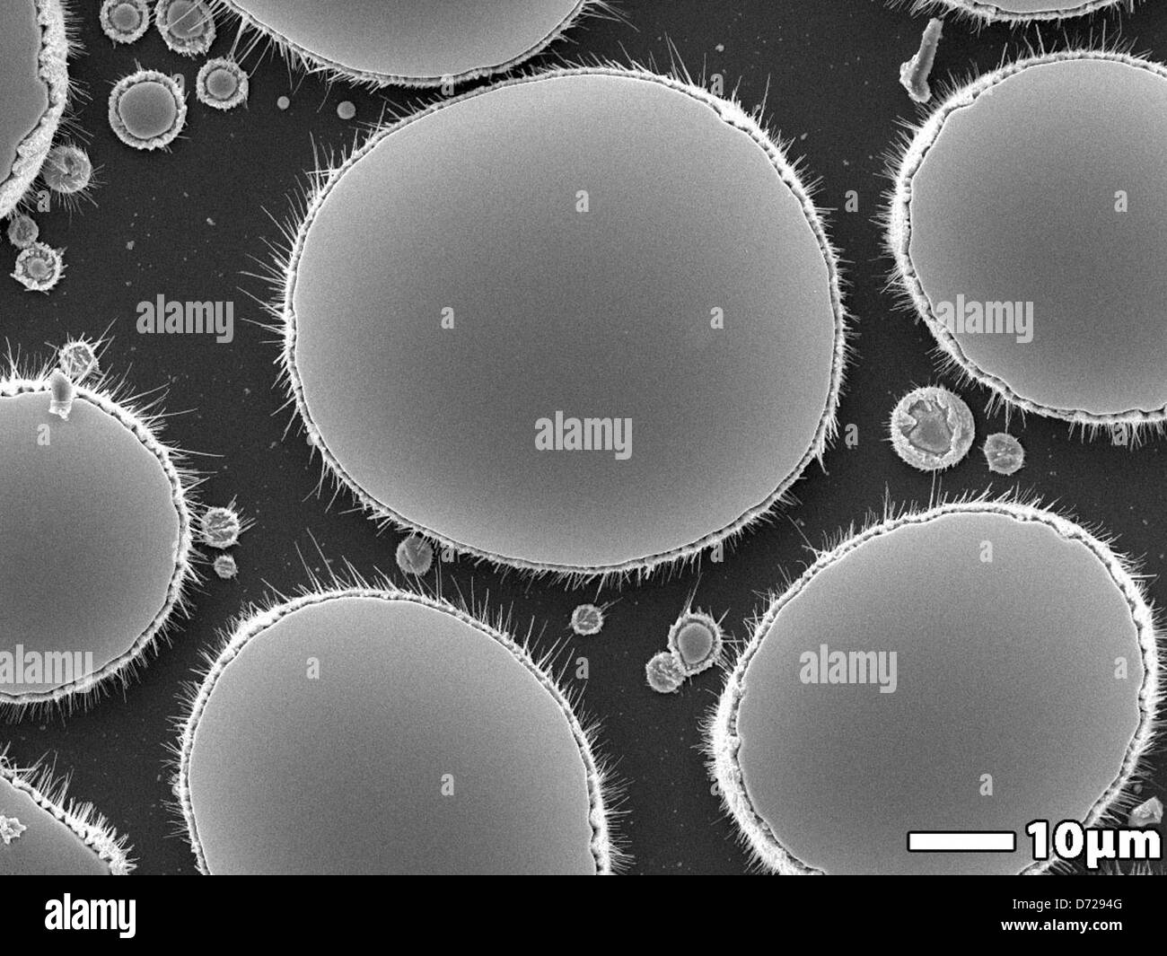 Chemicalsensing hires stock photography and images Alamy