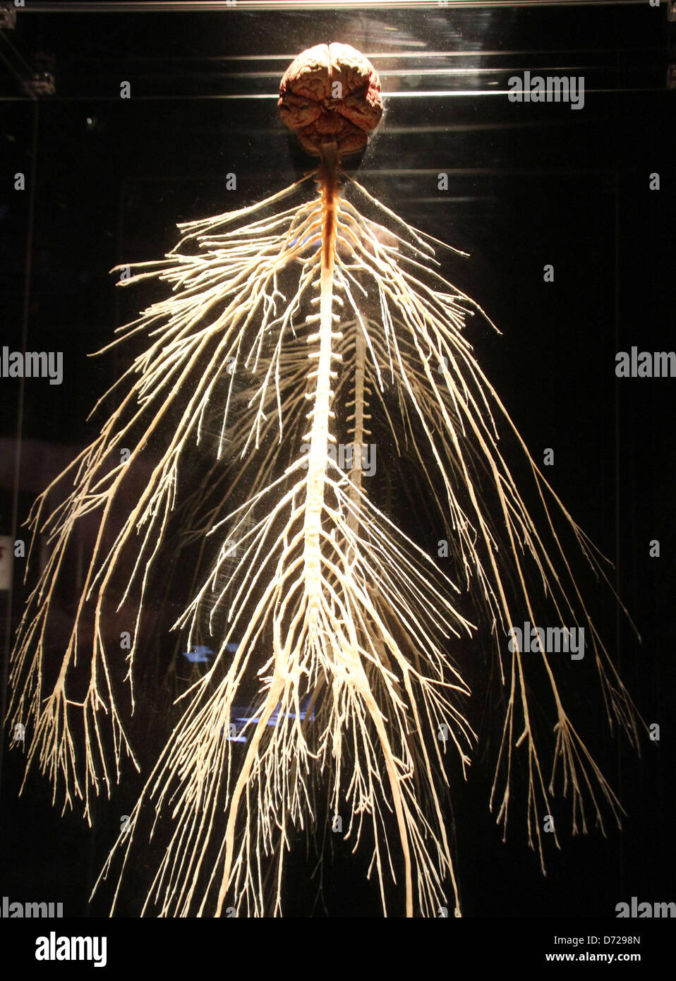Peripheral nervous system brain hires stock photography and images Alamy