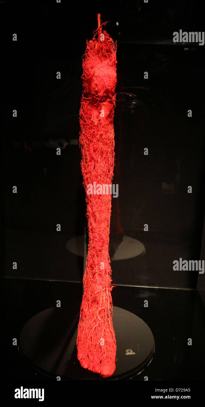 Blood vessels plastination hires stock photography and images Alamy