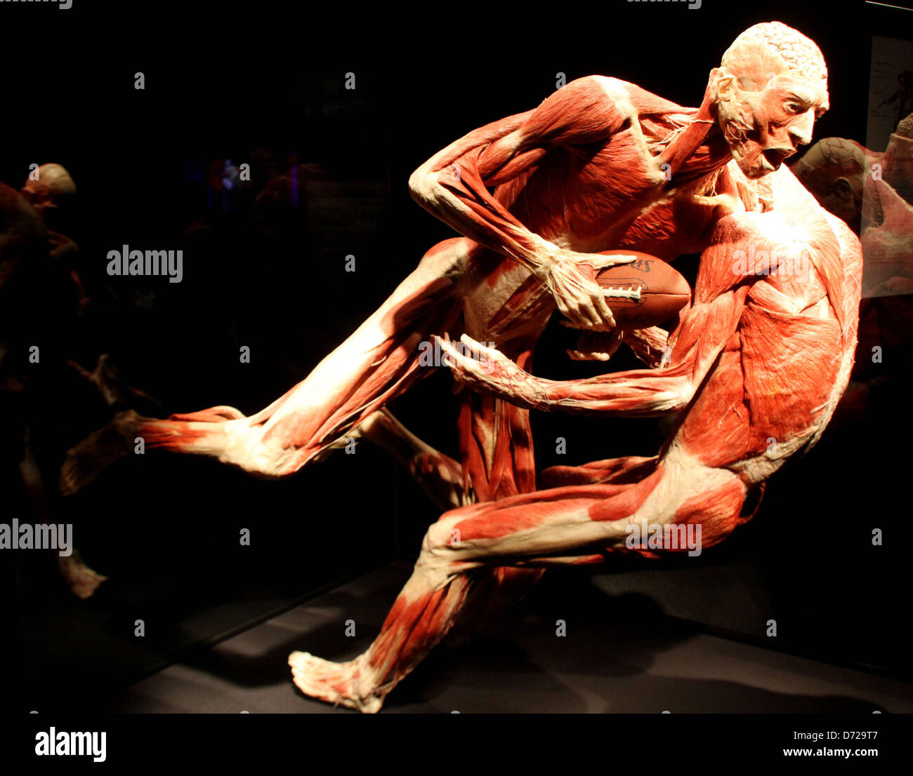 Body Worlds: Pulse' at Discovery Times Square - The New York Times