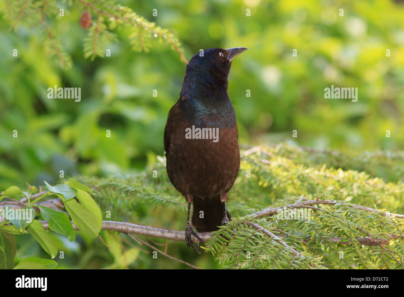 Common Grackle (Quiscalus quiscula) Stock Photo