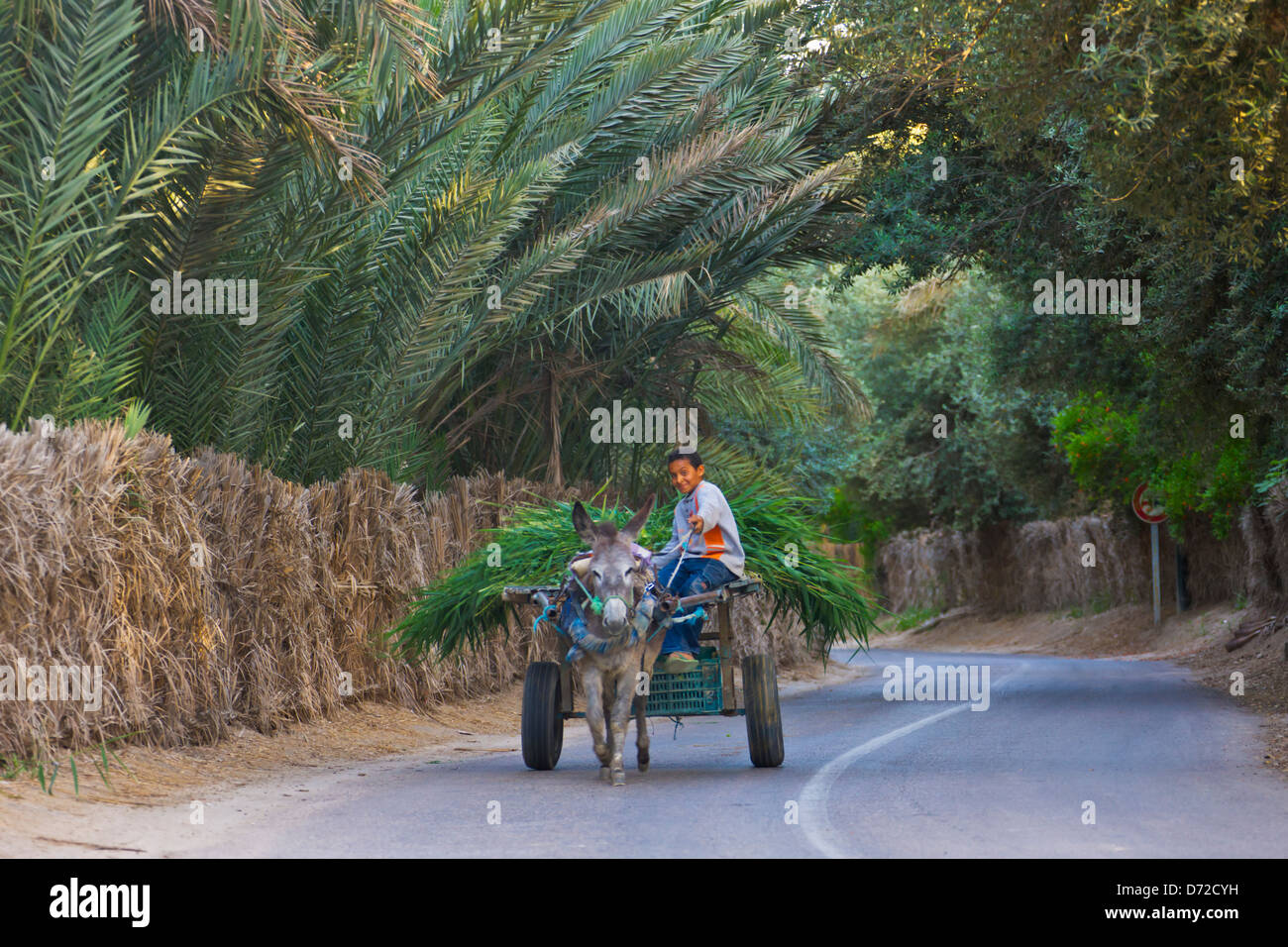 Donkey cart on road flanked by palm date trees in the oasis, Tozeur, Tunisia Stock Photo
