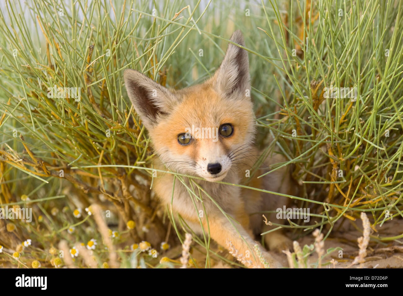 Fennec Fox (Vulpes zerda) in the Sahara Desert, Tunisia Stock Photo Alamy