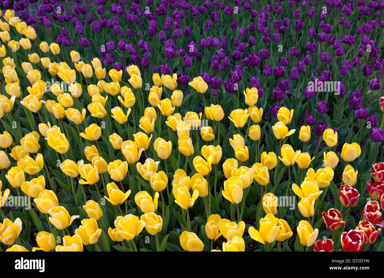 Tulips in a garden Stock Photo - Alamy