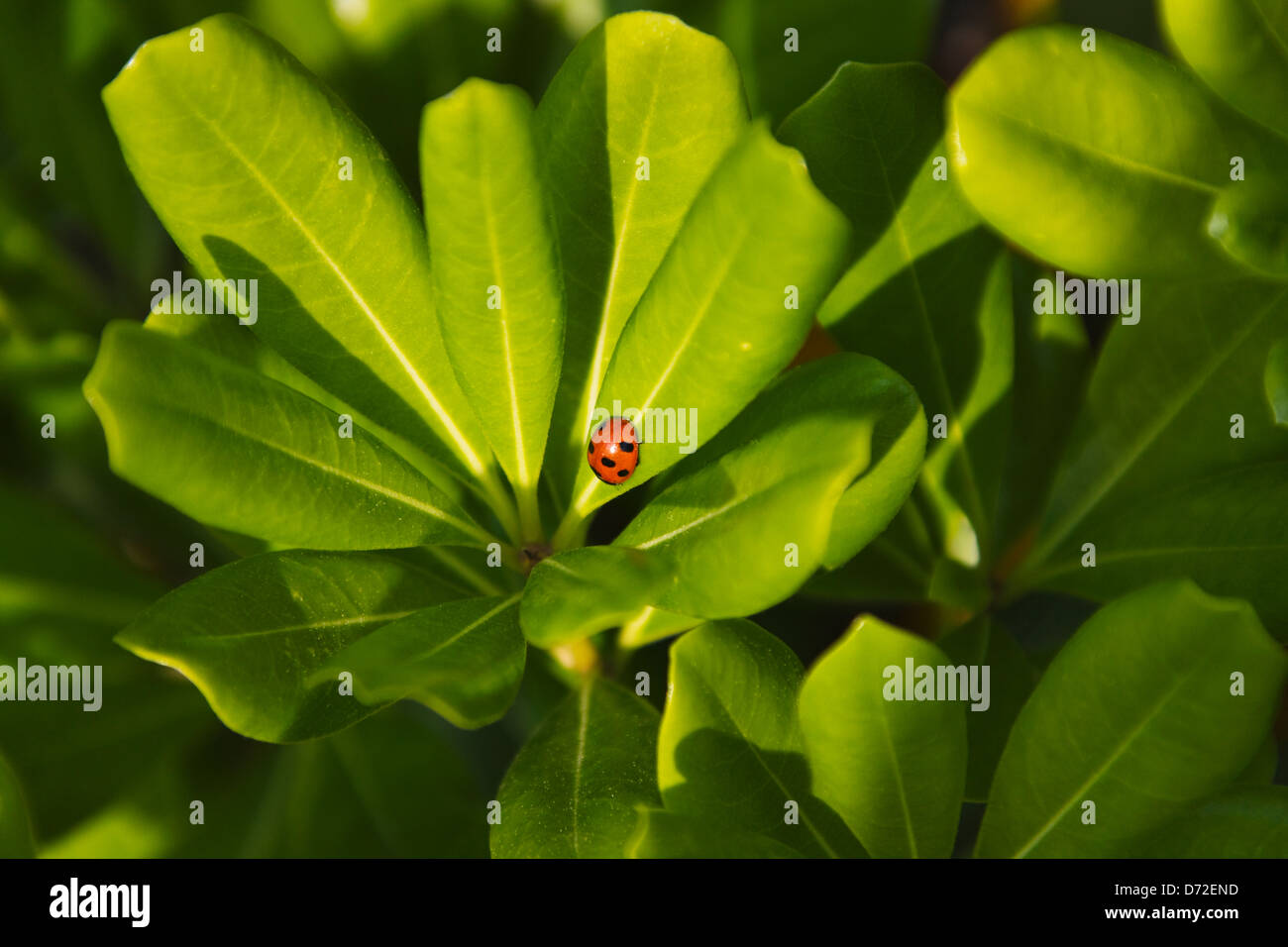 Ladybug on green leaf, Tunisia Stock Photo