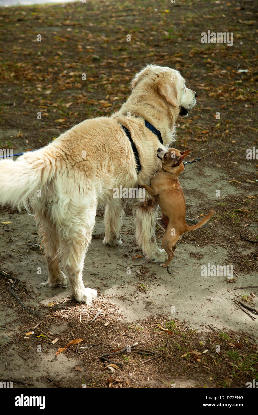 Bellinzona, Switzerland, Golden Retriever and a small dog on the Play Stock  Photo - Alamy