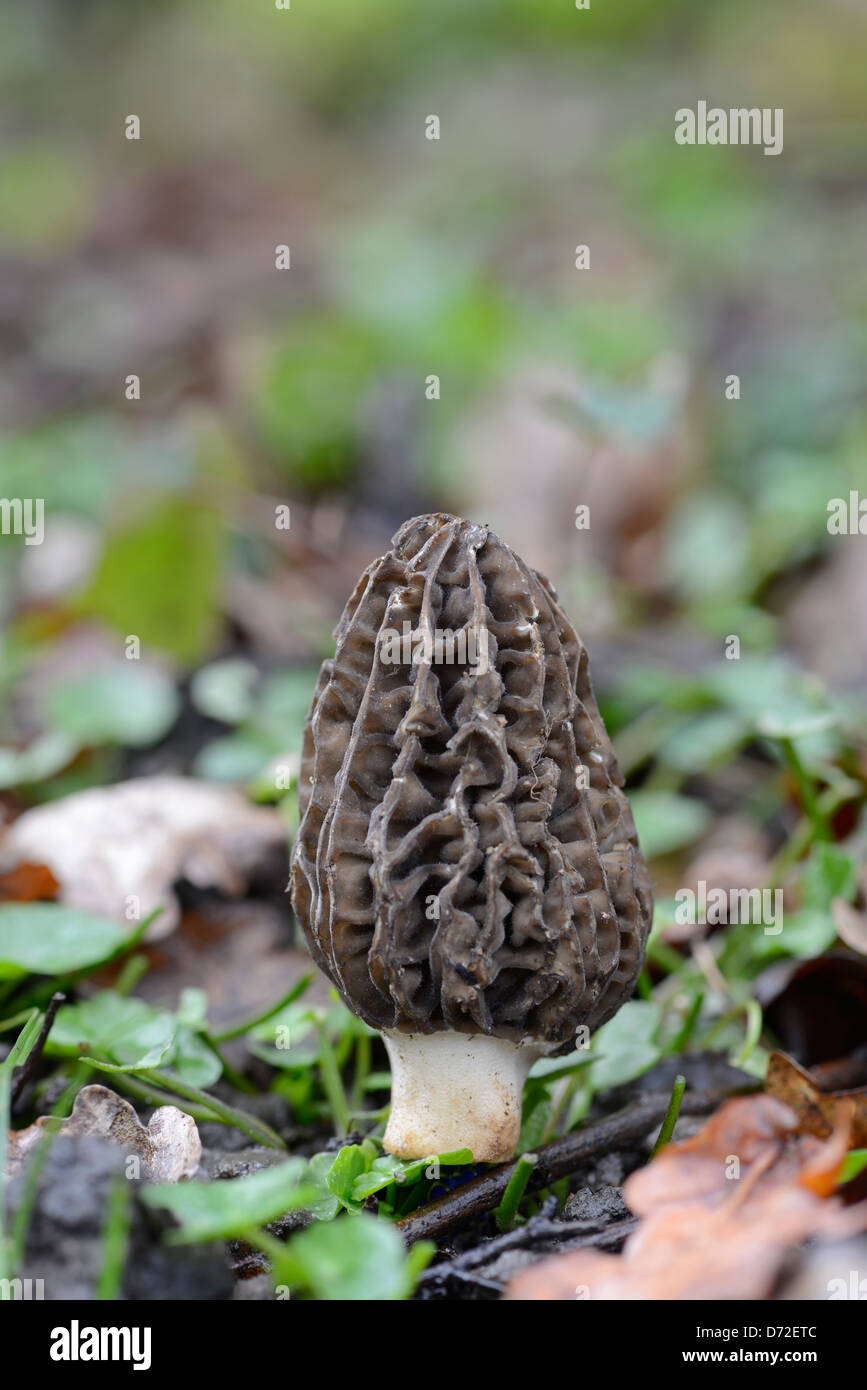 Morel Fungus: Morchella esculenta. Cultivated. Stock Photo