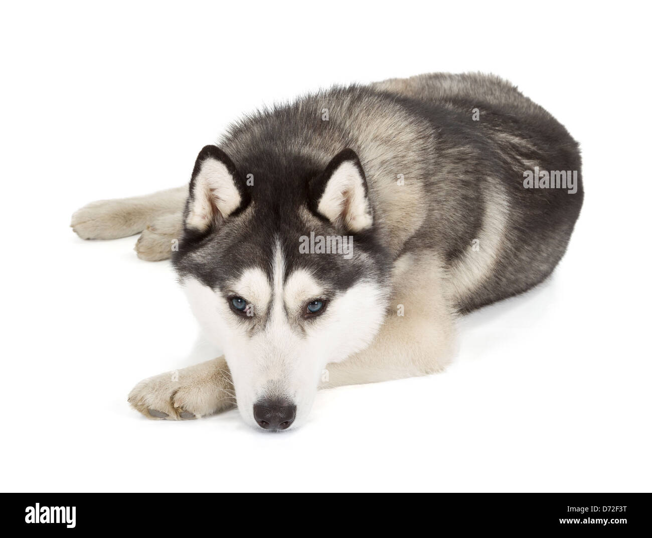 The siberian husky hi-res stock photography and images - Alamy