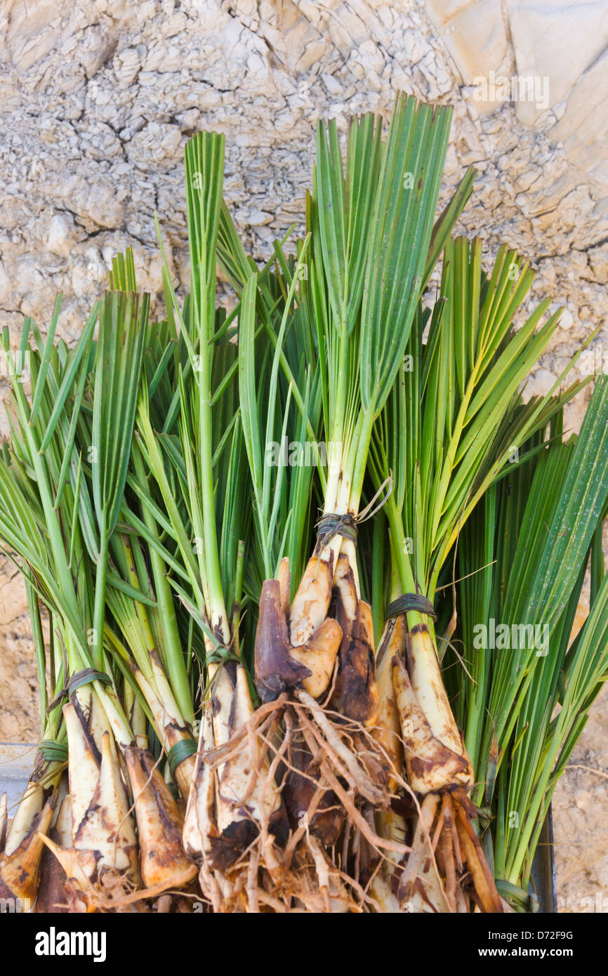 Palm tree plant, Tamerza, Tunisia Stock Photo