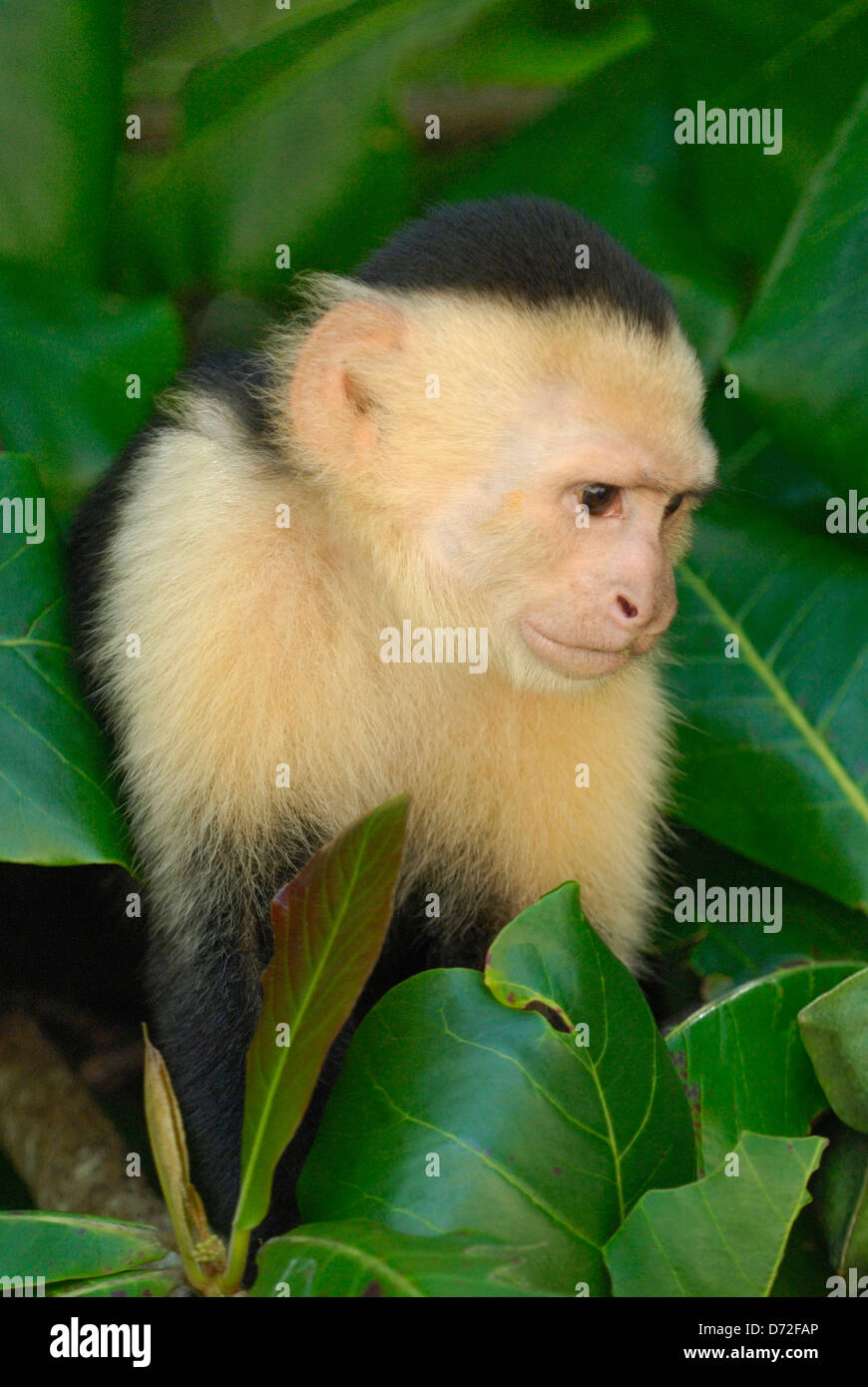 White-headed Capuchin (Cebus capucinus) in Costa Rica rainforest Stock Photo