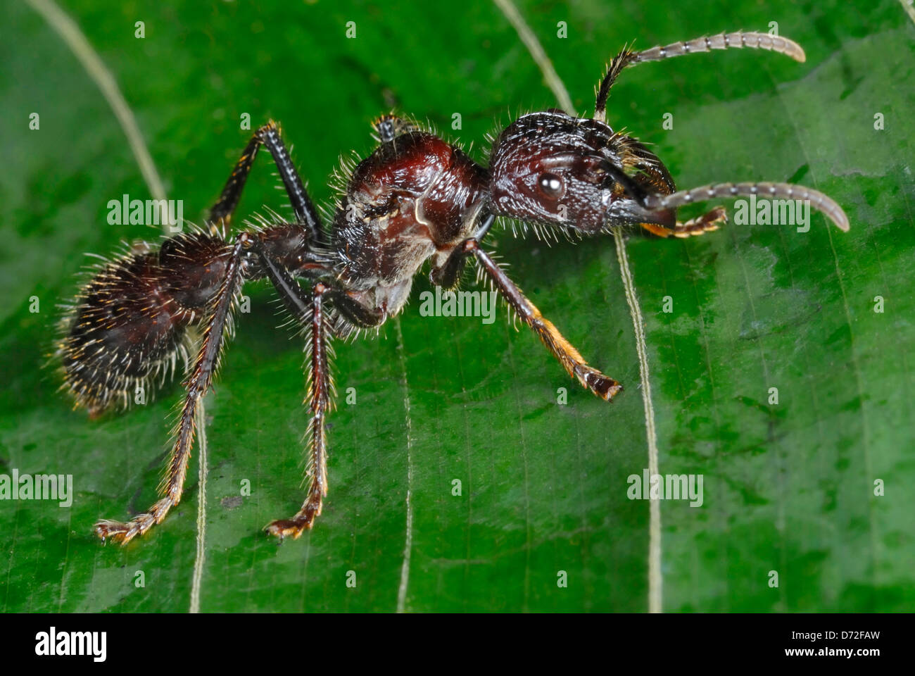 Enormous Bullet Ant (Paraponera clavata) in Costa Rica rainforest Stock Photo