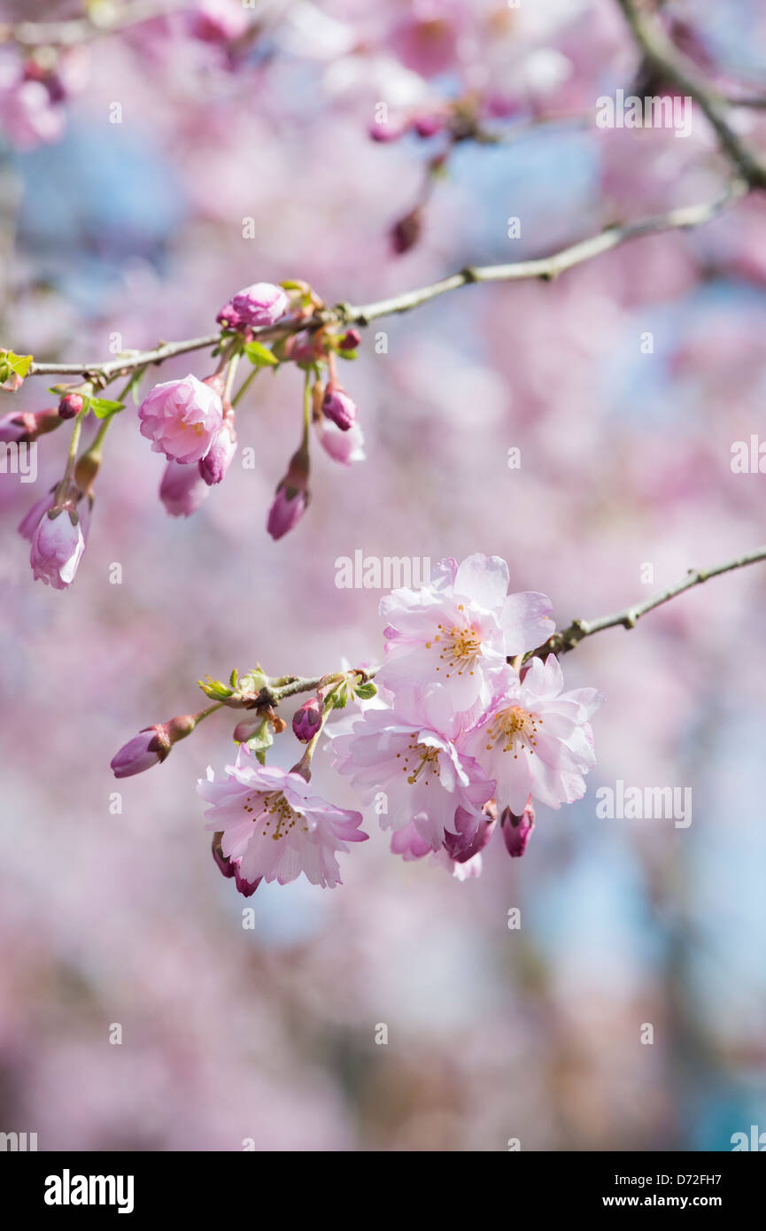 Prunus ‘Pink Ballerina’. Cherry Tree ‘Pink Ballerina’ blossom. UK Stock Photo